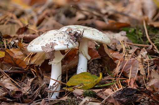 Two big death cap mushroom on the forest floor with autumnal foliage
