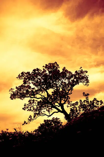 Photo of tree silhouette