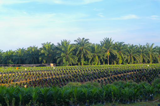 Panoramic view of oil palm plant nursery plantation