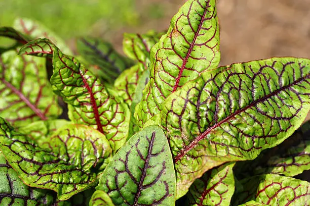 Fresh sorrel leaves in the garden