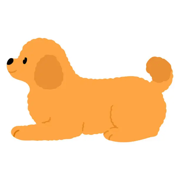 Vector illustration of Simple and adorable Toy Poodle dog lying down illustration