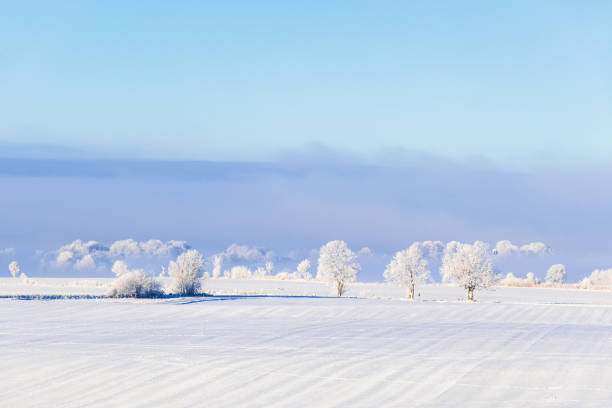 istock Wintry landscape with hoarfrost on the trees in the countryside 1753850796