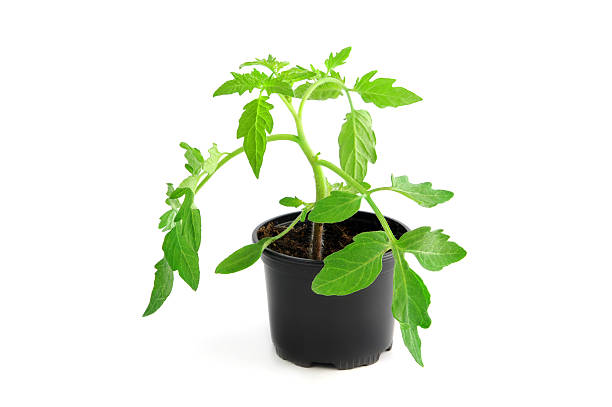 isolated tomato plant seedling in flower pot isolated tomato plant seedling in flower pot. gardening background. tomato plant stock pictures, royalty-free photos & images