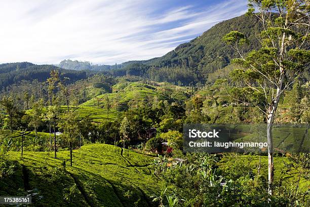 Bioteepflanze Plantation Sri Lanka Stockfoto und mehr Bilder von Agrarbetrieb - Agrarbetrieb, Agrarland, Anhöhe
