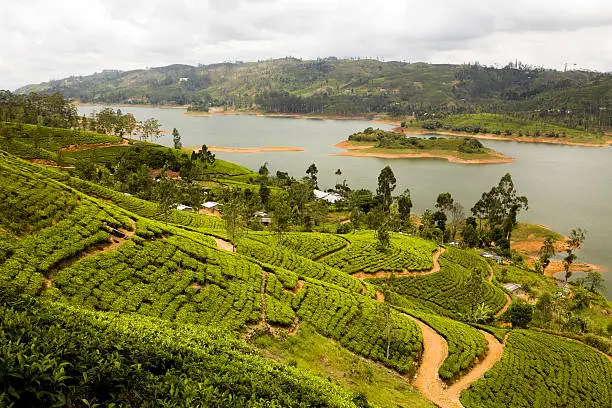 Photo of organic tea crop plantation sri lanka