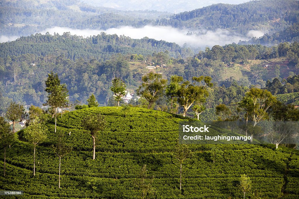 Plantação de Chá-Colheita orgânico sri lanka - Royalty-free Agricultura Foto de stock