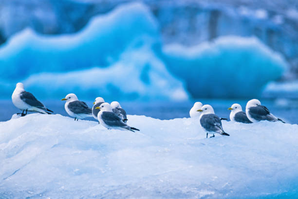 istock Flock of Black legged kittiwake resting on the ice in arctic 1753852596