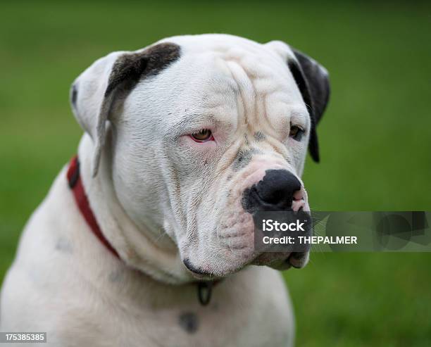 Foto de Buldogue Americano Standar Tipo e mais fotos de stock de Buldogue Americano - Buldogue Americano, Animal, Animal de estimação