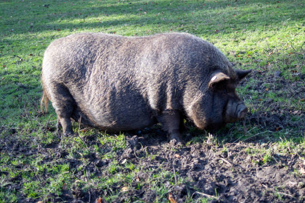 istock Pig in Heaton Park, Manchester, England 1 1753854918