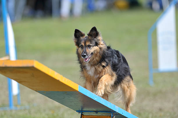 altalena - totter foto e immagini stock