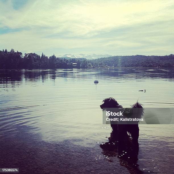 Foto de Paisagem Da Patagônia e mais fotos de stock de Animal - Animal, Argentina, Bariloche