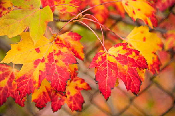 amarillo y rojo maple leafs - chainlink fence fence leaf leaf vein fotografías e imágenes de stock