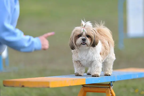 Shih Tzu on teeter totter obstacle on agility course
