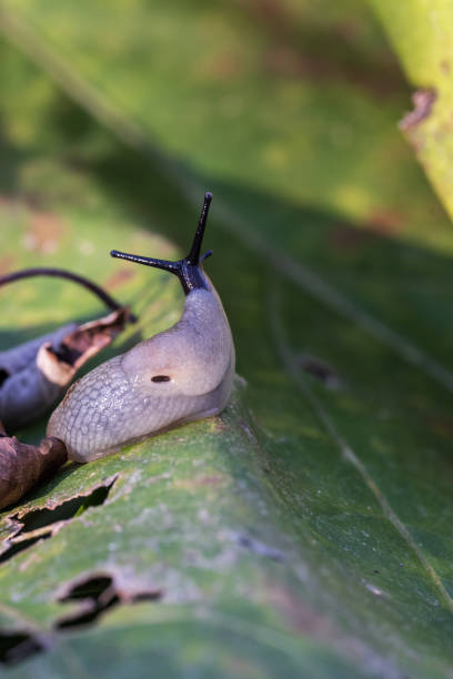 istock Slug on a leaf in the garden 1753857286