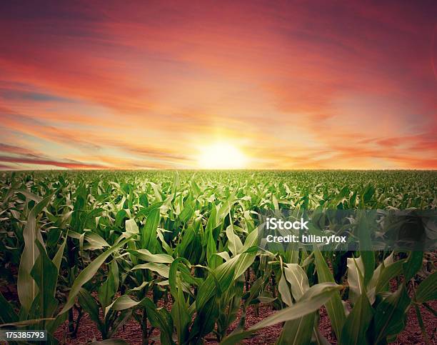 Tramonto Su Kansas Cornfield Intenso - Fotografie stock e altre immagini di Raccolto di mais - Raccolto di mais, Campo, Kansas