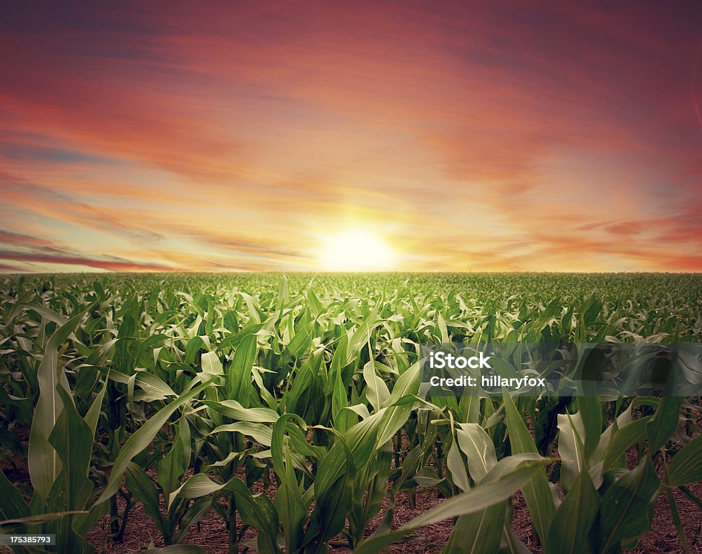 カンザス Cornfield 集中的に沈む夕日 - 作物 トウモロコシのロイヤリティフリーストックフォト