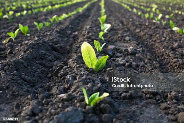 Linhas De As Plantas Em Um Campo - Fotografias de stock e mais imagens de Planta nova - Planta nova, Colheita de tabaco, Campo agrícola
