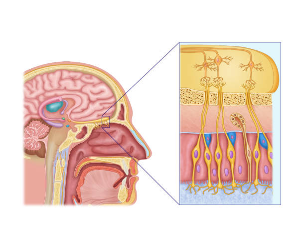 Olfactory receptors and brain Illustration of the olfactory system, or sense of smell, is the sensory system used for smelling, also known as “olfaction”. lamina propria stock illustrations