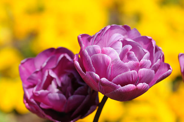 rosa e tulipani in primavera - star tulip foto e immagini stock