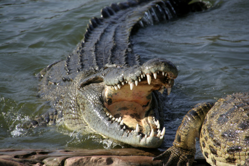 Angry alligator with sharp teeth at alligator farm in Zambia Africa.