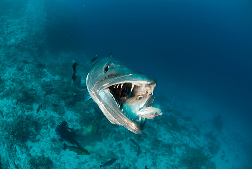 great barracuda opens mouth and devours a fish while a scuba diver sits on the reef below