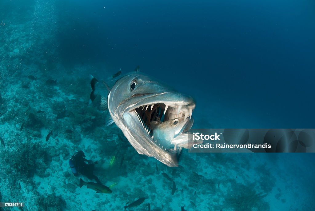 barracuda comer peixe - Foto de stock de Barracuda royalty-free