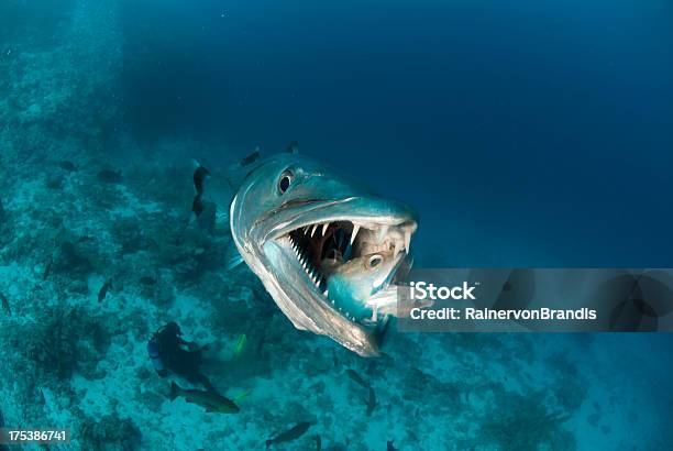 Foto de Barracuda Comer Peixe e mais fotos de stock de Barracuda - Barracuda, Peixe, Barracuda Gigante