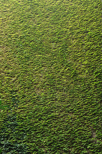 Wall of ivy Avy background. Macro Boston Ivy stock pictures, royalty-free photos & images