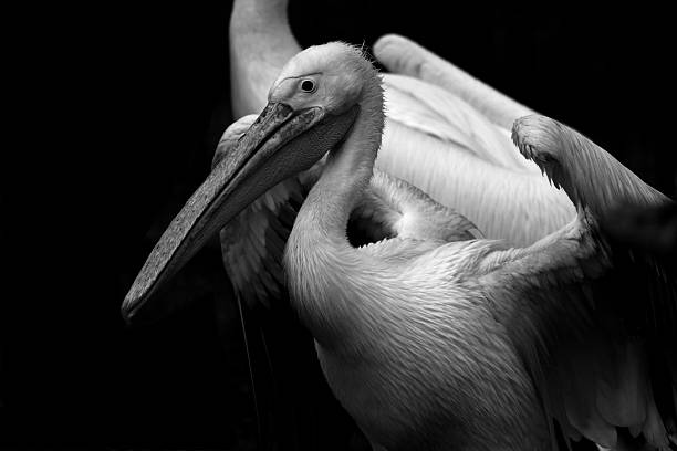 istock Pelican in black and white 175387026