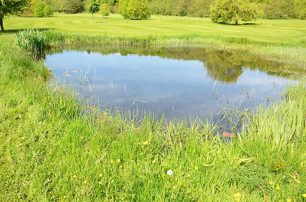 Small pond in the middle of a green field with long grass stock photo