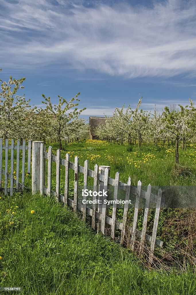 Blooming Apple Tree Orchad A blooming apple-tree archard with blue sky and a white fance; in the south of Hamburg (Germany) - it Fence Stock Photo