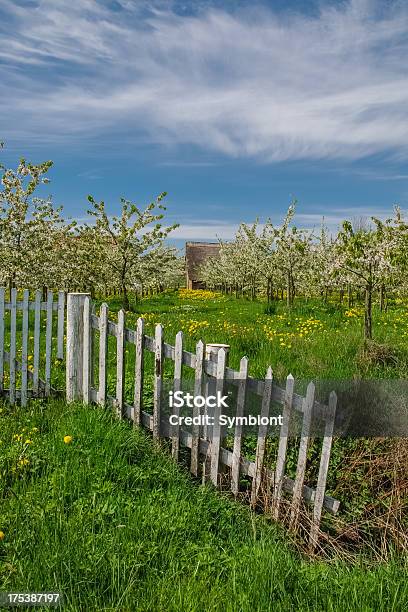Blooming Apple Tree Orchad Stock Photo - Download Image Now - Fence, Landscape - Scenery, Orchard