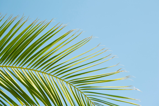 Palm leaf against blue summer sky