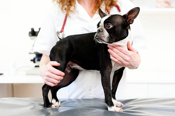 istock Dog visiting the veterinarian 175387297