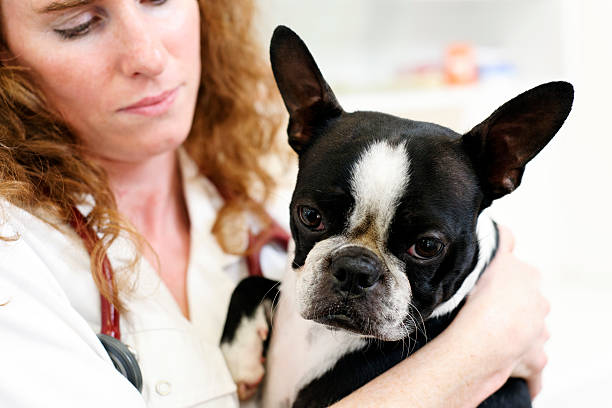 istock Dog visiting the veterinarian 175387311
