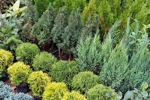Spruce trees, decorative garden plants