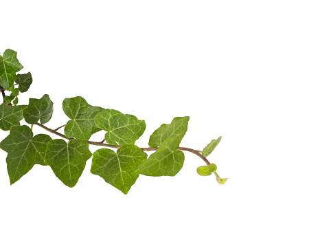 Of green ivy plant isolated against a white background digital illustration. Ivy curls on the horizontal image.