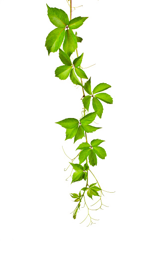 Of green ivy plant isolated against a white background digital illustration. Ivy leaves are concentrated at the bottom of the image at high rates,Wild Vine leaves, down towards the root climbs becomes more sparse. Ivy curls on the vertical image.