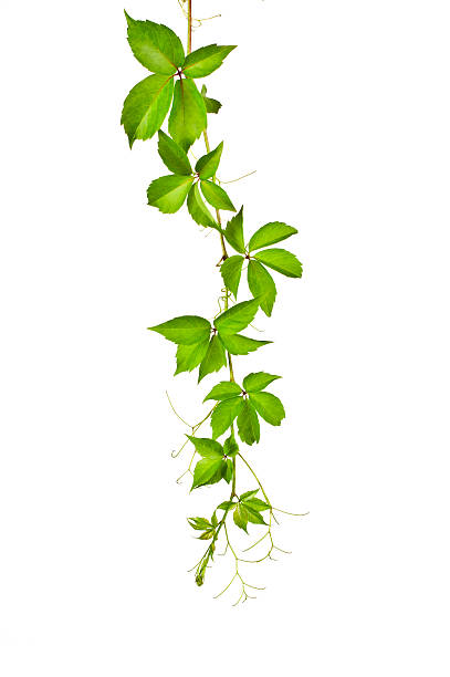 Wild Vine (Parthenocissus Tricuspidata). Of green ivy plant isolated against a white background digital illustration. Ivy leaves are concentrated at the bottom of the image at high rates,Wild Vine leaves, down towards the root climbs becomes more sparse. Ivy curls on the vertical image. tendril stock pictures, royalty-free photos & images