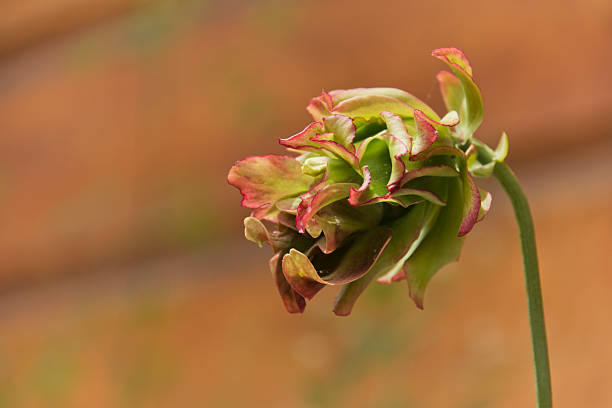 Sarracenia Blossom stock photo