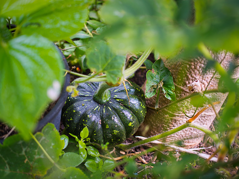 A very young green pumpkin, still attached to its branch and rests snuggly in the ground still a few weeks before harvest.