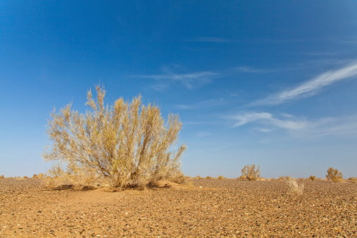 Alhagi Sparsifolia in desert under blue sky