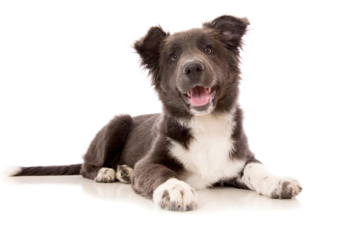 A rare blue coloured Border Collie puppy isolated on white.