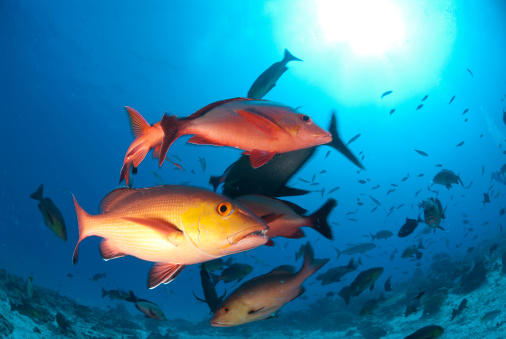 group of red snappers with sun in background