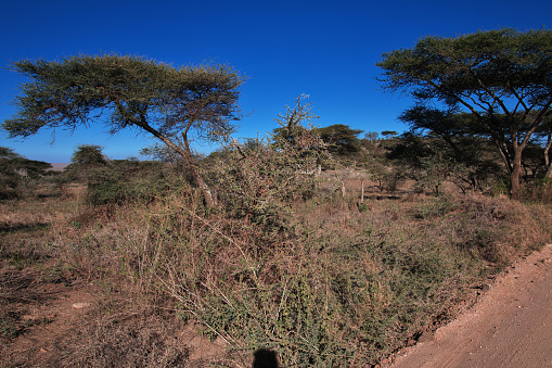 Nature in Safari in Kenia and Tanzania, Africa