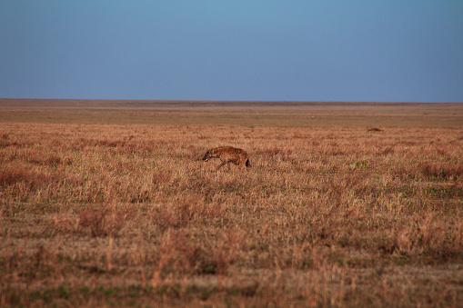 Hyena in safari in Kenia and Tanzania, Africa