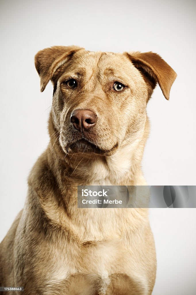 Retrato - Foto de stock de Actitud libre de derechos