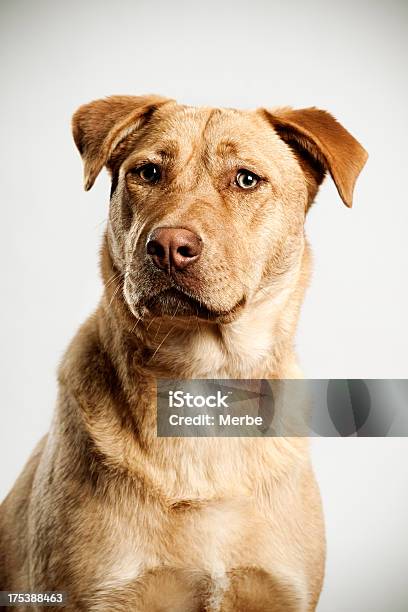 Retrato Foto de stock y más banco de imágenes de Actitud - Actitud, Alegre, Animal