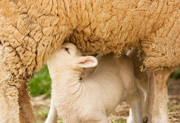 Lamb Feeding. stock photo