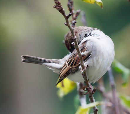 Eurasian Tree Sparrow, Passer montanus, isolated on white background,